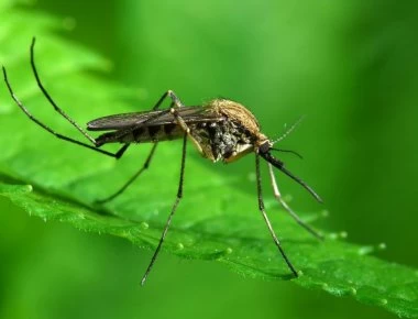 Σε κατάσταση επιφυλακής οι υπηρεσίες Δημόσιας Υγείας για τον ιό του Δυτικού Νείλου